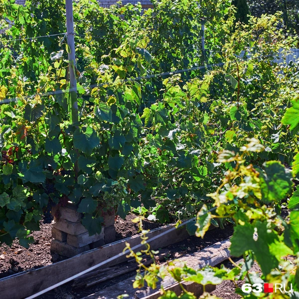 Источник: Роман Данилкин / 63.RU