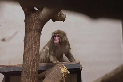 Три японские макаки приехали в Новосибирский зоопарк