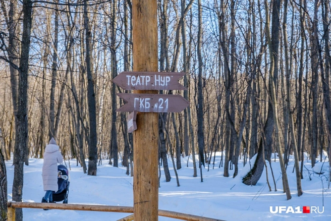 Фоторепортаж из леса между уфимским театром «Нур» и 21-й больницей | Источник: Булат Салихов / UFA1.RU