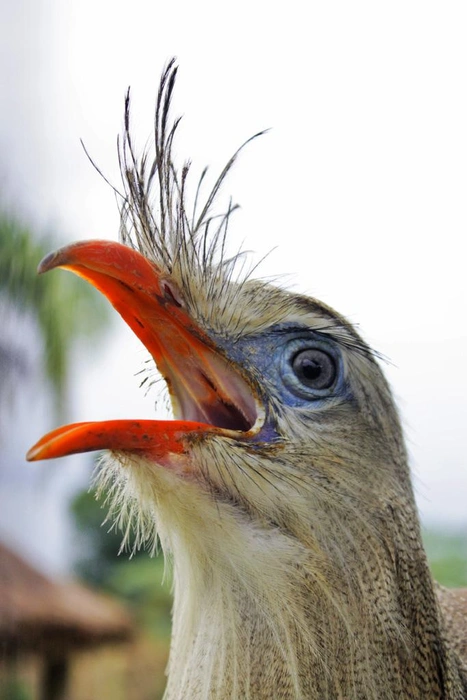 Cariama cristata | Источник: Getty Images