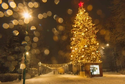 Нижегородские елки претендуют на звание лучших в России