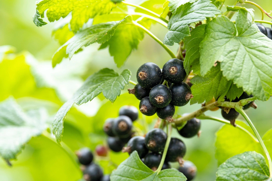 Чем обработать смородину осенью: советы для обильного урожая | Источник: Sergey Dudikov/Shutterstock/Fotodom.ru