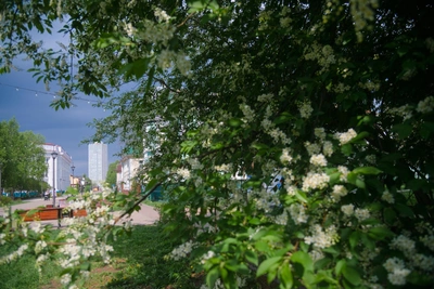 В Архангельскую область возвращается тепло: прогноз на выходные