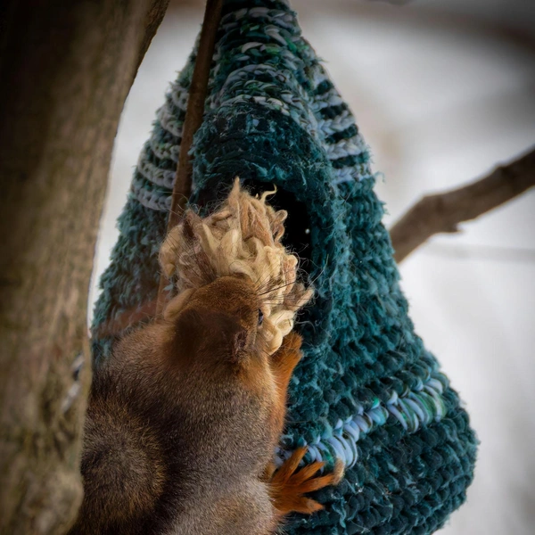 Источник: Антон Кубышкин / «Грибы и Грибники СПб»