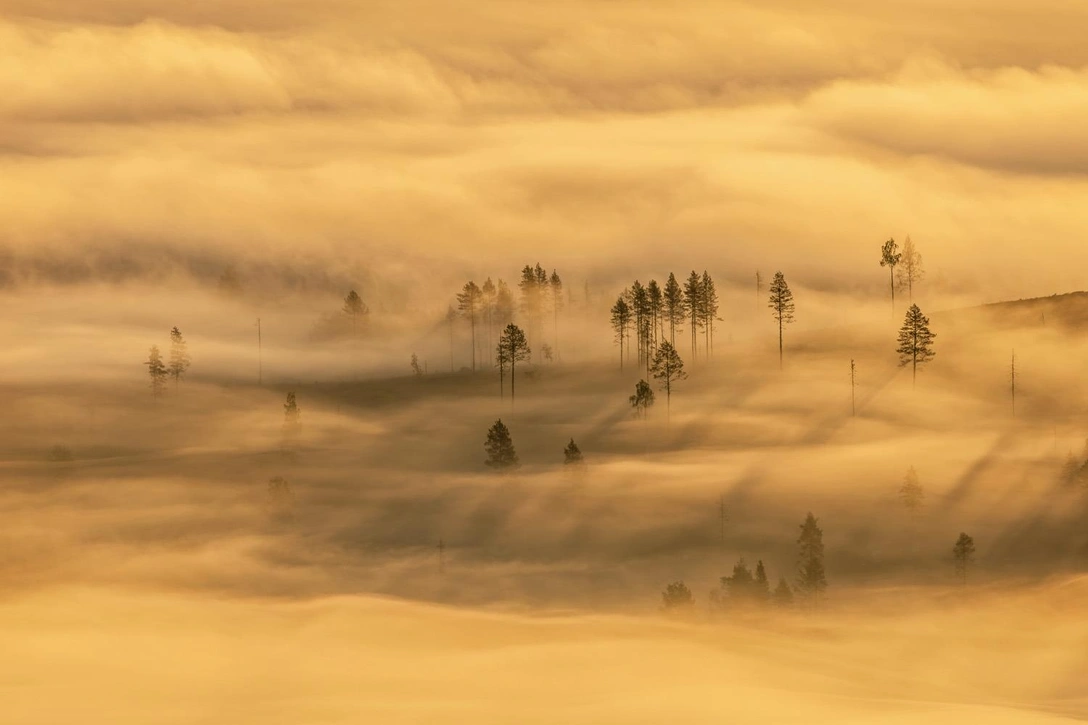 Ханнеке Ван Камп, «Вырубка лесов». | Источник: Ханнеке Ван Камп