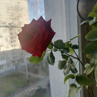 Аватарка AlenaShevchuk87
