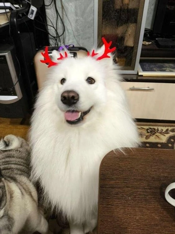 «А я знаю, где Дед Мороз спрятал подарки» (сдаст за вкусняшки) | Источник: читатель НГС