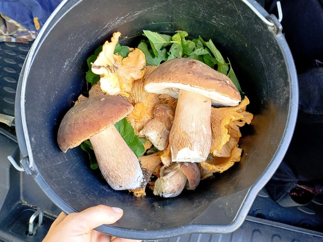 Не так много, хотя грибы красивые  | Источник: Грибы Челябинской области / Vk.com