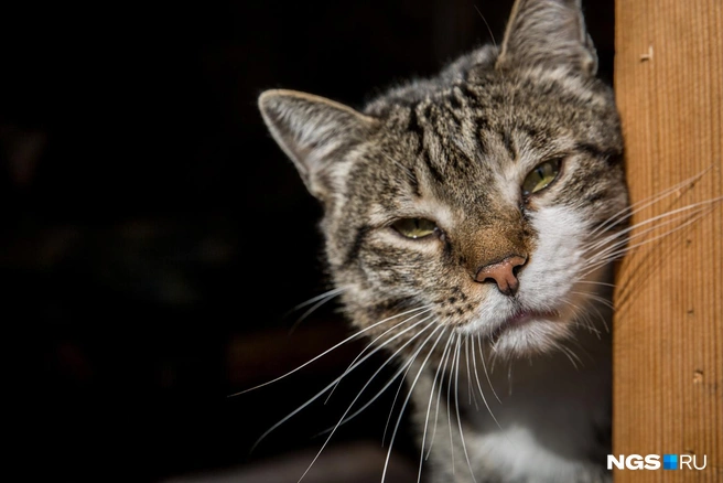 Перекармливать питомцев так же вредно, как и недокармливать | Источник: Александр Ощепков / NGS.RU