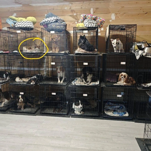 Источник: MONA / Telegram