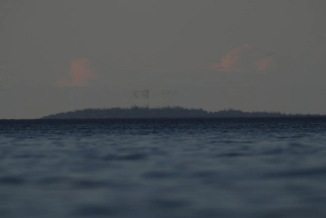 Источник: Антон Кубышкин / Грибы и Грибники СПб / vk.com/grib_spb