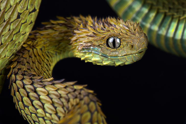 Красивые, длинные и ядовитые: 5 самых удивительных змей в мире