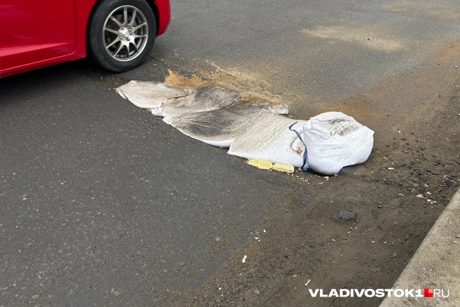 Владивостокцы оценили необычную задумку | Источник: Елена Буйвол / VLADIVOSTOK1.RU