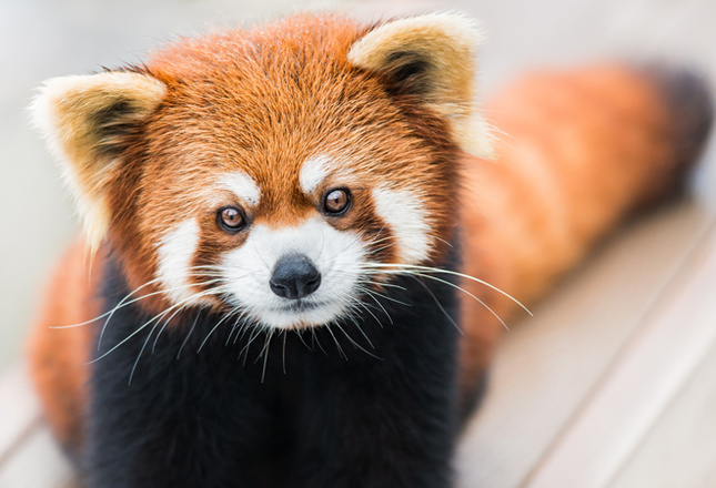 Самые милые животные фото