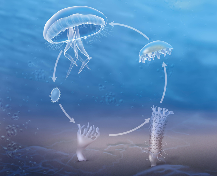Обжигающая красота: почему медузы совсем не так просты, как кажется