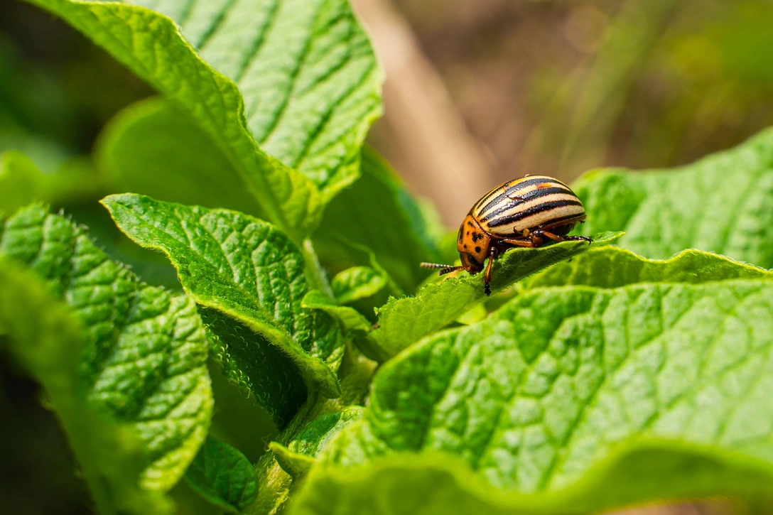 Как бороться с колорадским жуком: средства и секреты победы на участке | Источник: Vlad Varshavskiy/Legion-Media.ru