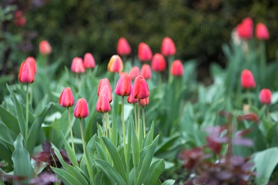 На ландшафт Ростова выделят почти 250 миллионов рублей