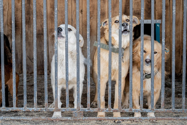 В Оренбурге собираются решить проблему с отловом бродячих собак строительством ПВР и короткими договорами с подрядчиками | Источник: Елена Буйвол / VLADIVOSTOK1.RU