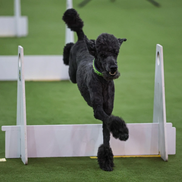 Источник: Jamie McCarthy/Getty Images for Westminster Kennel Club