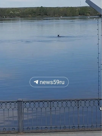 А потом уплыл к Перми I | Источник: Читатель 59.RU