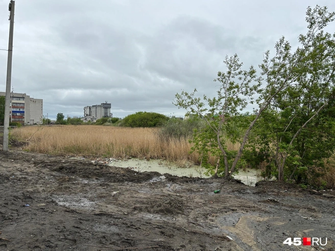 Источник: Кирилл Митин