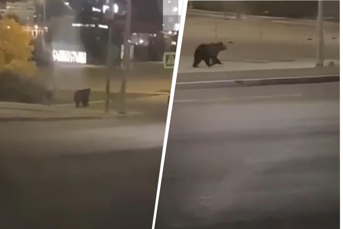 В Минприроды рассказали, куда делся медведь, бегавший по центру Соликамска