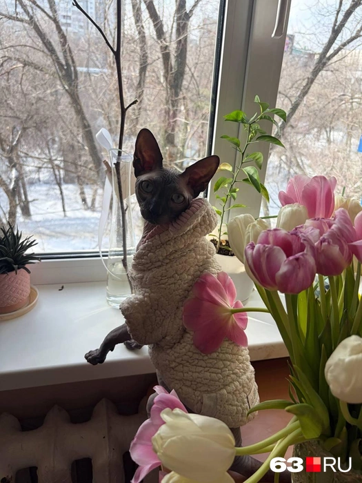 Не всем повезло иметь природный пушистый комбинезончик. Приходится выкручиваться  | Источник: читатель 63.RU