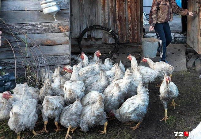 Для того, чтобы инфекция не распространялась дальше, все зараженные птицы подлежат убою | Источник: 72.RU