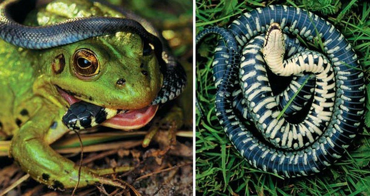 Миролюбивая рептилия: как живет обыкновенный уж — самый добрый змей