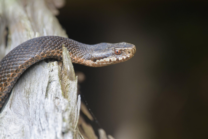Как отличить ядовитую змею от неядовитой?
