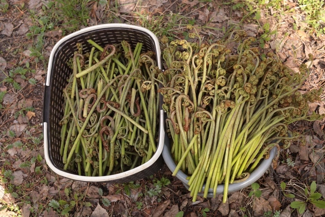 Штучки, похожие на зеленый лук, солят и добавляют в салат | Источник: Ольга Курочкина 