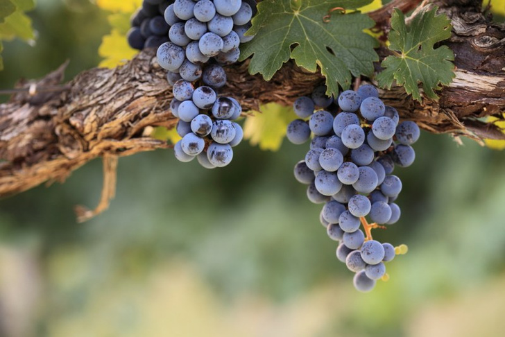 Запрет винограда изабелла