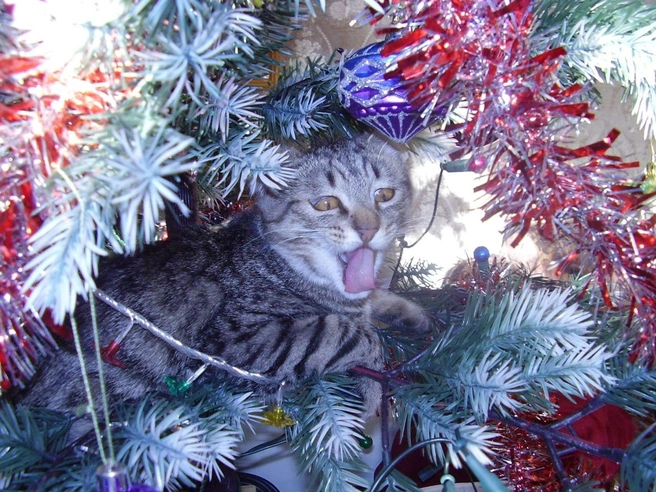 Ну это классика  | Источник: читатель 63.RU 