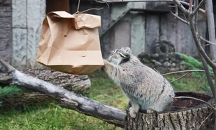 На «з» начинается, на «а» заканчивается: манул Тимофей подарил русскому языку новое слово