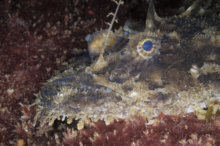 Морской черт | Источник: PictureNature