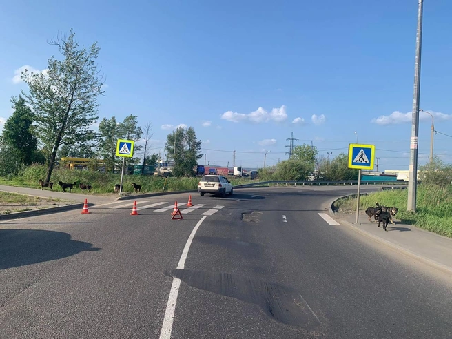 В Иркутске на пешеходном переходе сбили подростка на электросамокате | Источник: Госавтоинспекция Иркутска / T.me