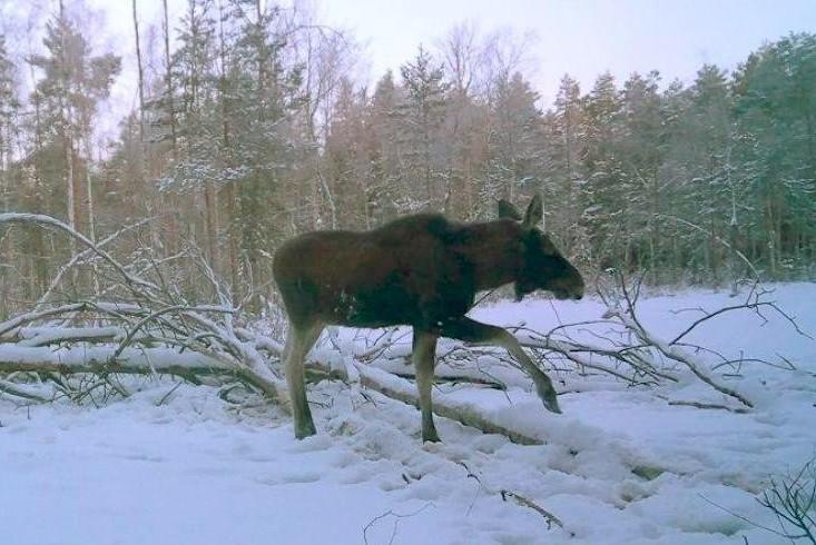 Обедаем лёжа. Полюбуйтесь на умного лося