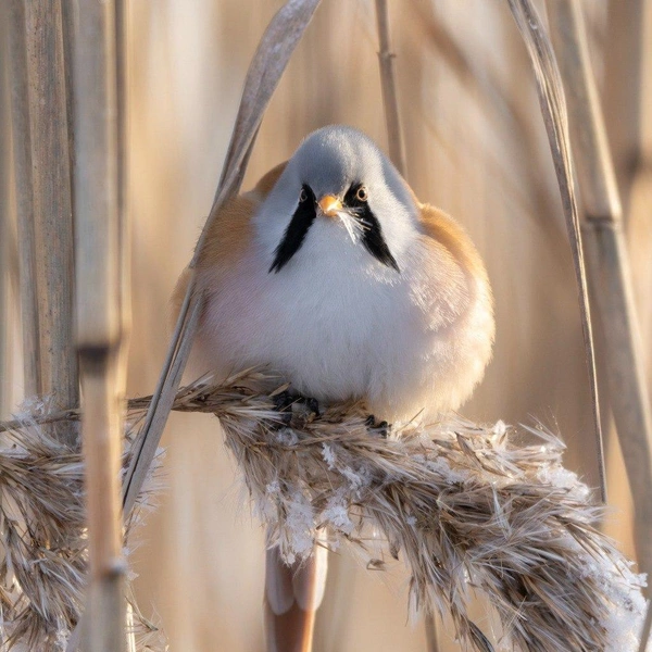 Источник: Павел Глазков / Каждой твари по паре 
