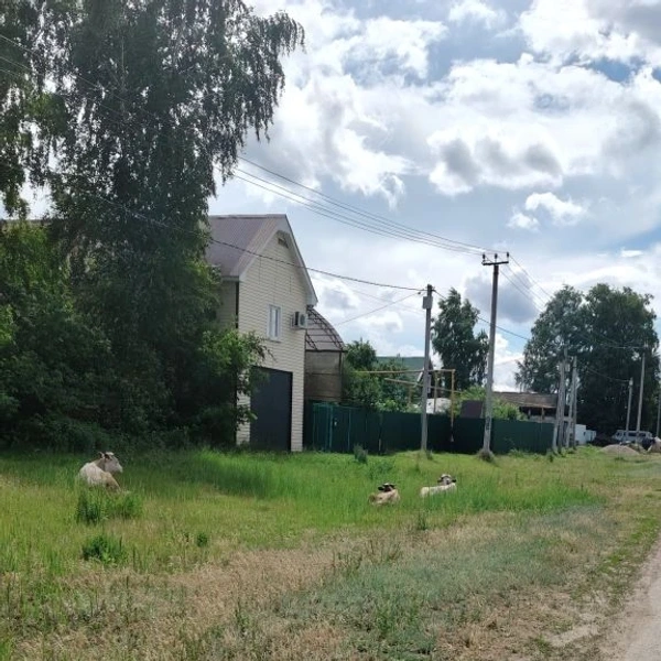На лугу пасутся ко… Коровы! | Источник: Наталья Артякова