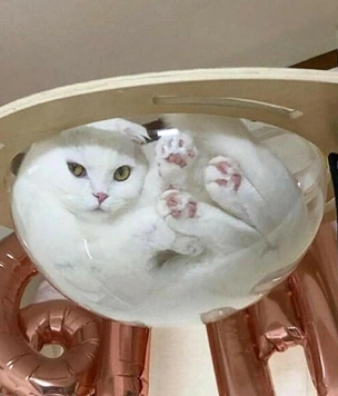 Самые смешные снимки котов на стекле, под стеклом, в стекле