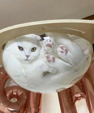 Самые смешные снимки котов на стекле, под стеклом, в стекле