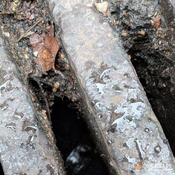 Источник: читатель «Фонтанки»