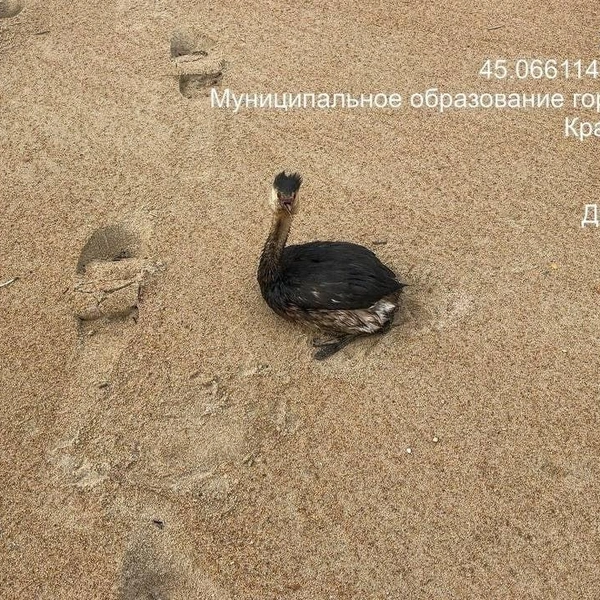 Источник: Добровольцы ССЛ