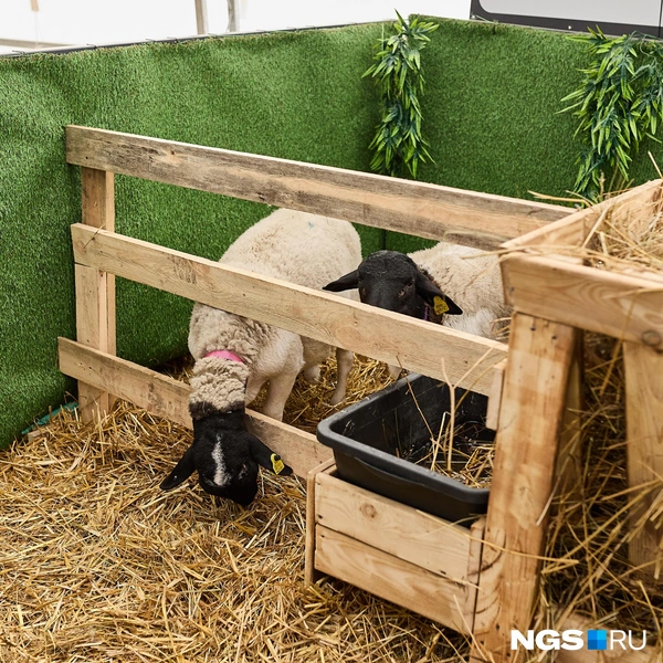 За животными внимательно следили во время выставки | Источник: Александр Ощепков / NGS.RU