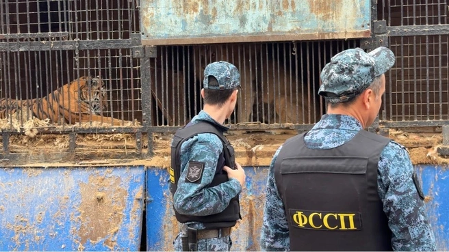 Приставы опечатали зоопарк «Саванна» в Уфе | Источник: r02.fssp.gov.ru