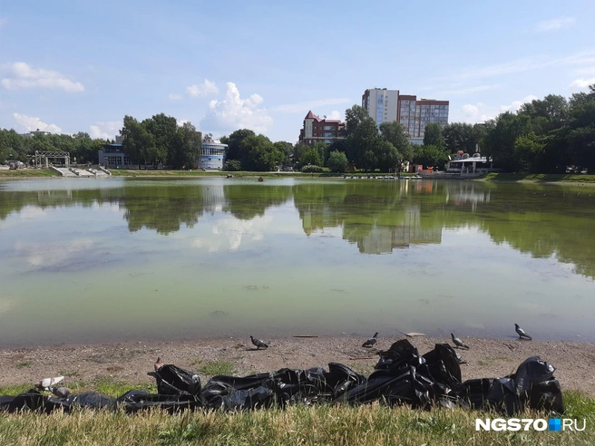 Черные мешки и зеленая вода — с этого ракурса озеро выглядит уж очень непрезентабельно | Источник: Анастасия Харламова / NGS70.RU