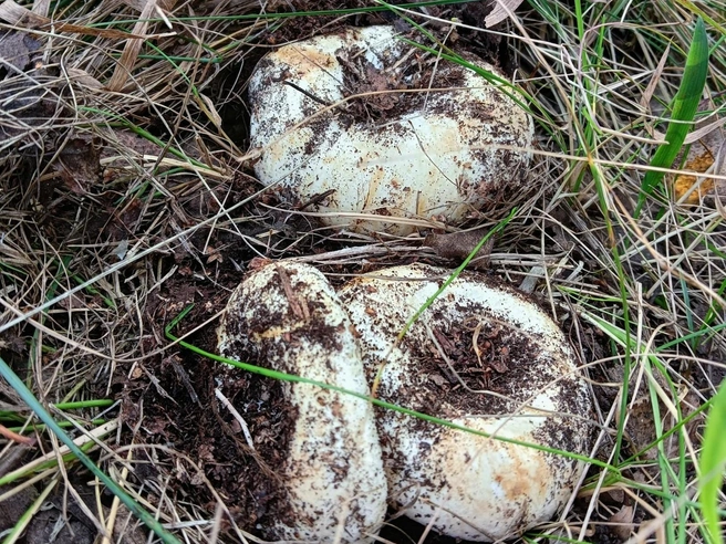 Признавайтесь. Захотелось в лес после этого фото?  | Источник: Грибы и ягоды Челябинской области / Vk.com 