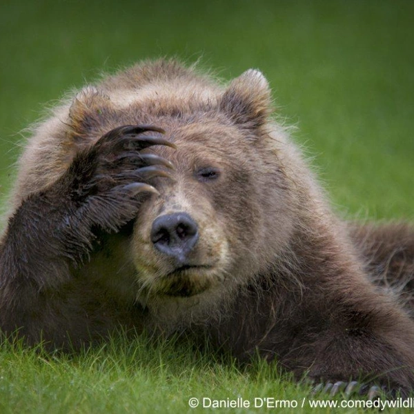 Источник: Nikon Comedy Wildlife Awards