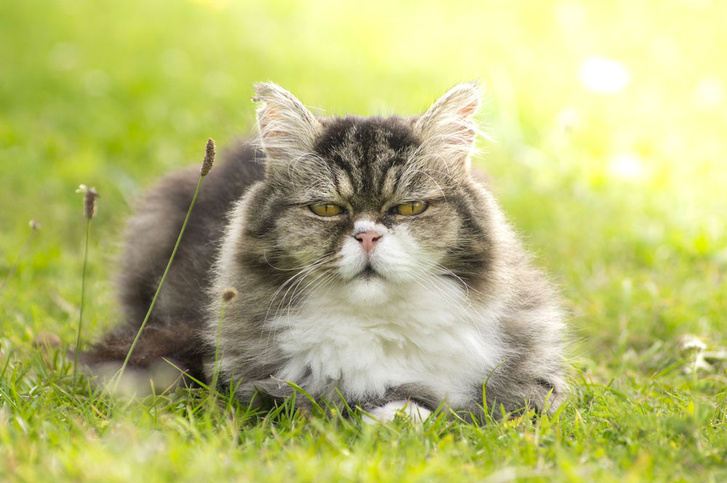 Ветеринары назвали признаки здорового старения кошек