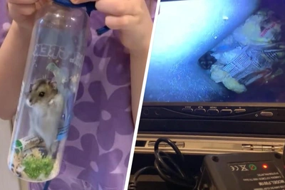 Хомяк пережил падение с седьмого этажа в Красноярске